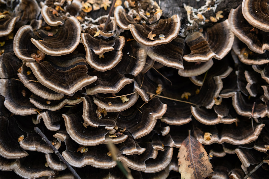 6 hongos que funcionan como “turbo” para tu sistema inmunológico