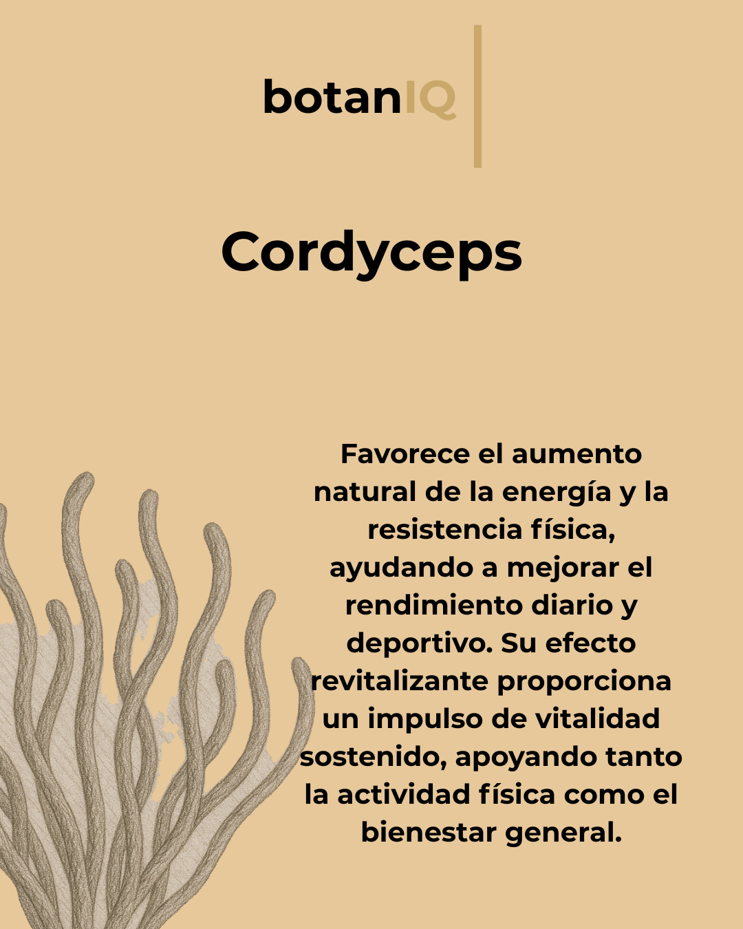 Cordyceps