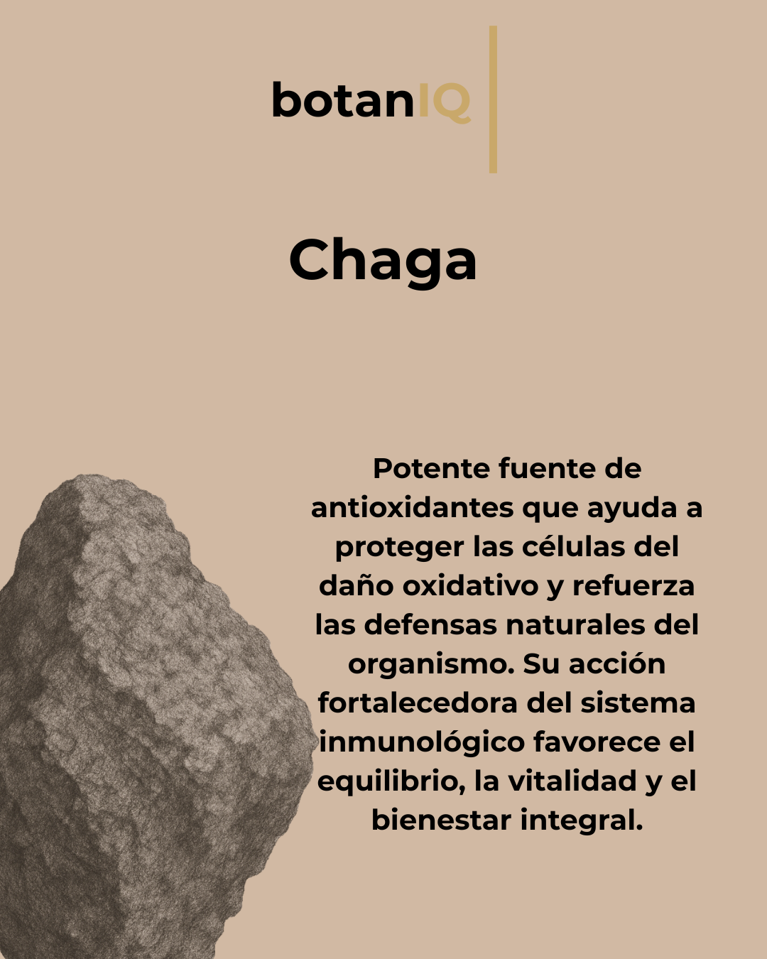 Chaga